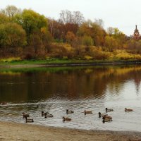 Утки на озере :: Андрей Снегерёв