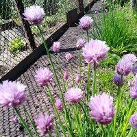 Цветет украшение огорода лук Батун :: Нина Колгатина 