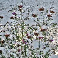 Цветы под снегом :: Светлана 