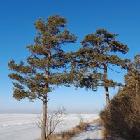 На берегу . Начало зимы. :: Мила Бовкун