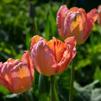 Попугайные тюльпаны :: lady v.ekaterina