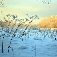 Западная Сибирь в декабре :: Татьяна Лютаева