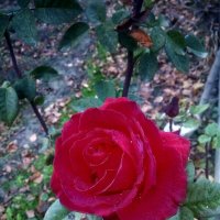 Роза :: Azimuth 