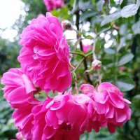Плетистая роза :: Нина Колгатина 