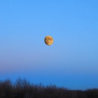 восход Луны :: Alisa Koteva 