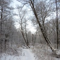 Морозным днём :: Андрей Снегерёв