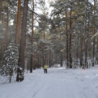 Сосновый лес  Каркаралов. :: Андрей Хлопонин