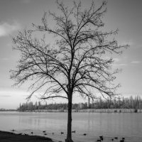 Одинокое дерево на пляже :: Игорь Протасов
