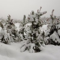 Под снегом :: Андрей Снегерёв