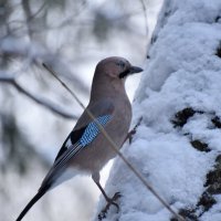 11декабря- Сойкин день :: Наталья Аджиева