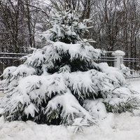 Ёлочка после снегопада :: Лидия Бусурина