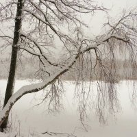 Берёза у зимнего озера :: Андрей Снегерёв