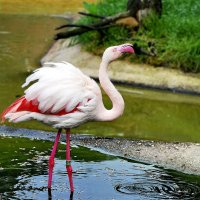 Фламинго в Бангкокском  зоопарке. :: Николай Рубцов