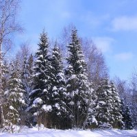 Красота в лесу :: Людмила Смородинская