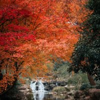 Осенний парк в Ханчжоу :: Дмитрий 