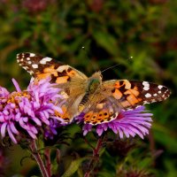 осенние бабочки 17 :: Александр Прокудин