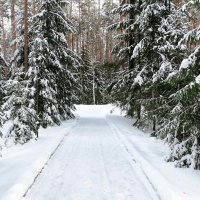 В зимнем лесу. :: Милешкин Владимир Алексеевич 
