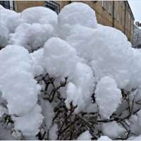 Снег... :: Валерия Комова