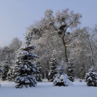 Зима в парке :: Маргарита Батырева