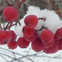 Снежная ягода :: Алла Яшникова