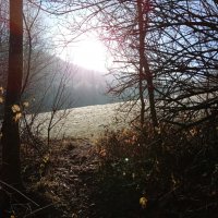 В лесу мороз и солнце :: Heinz Thorns