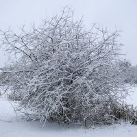 Зима :: Маргарита Батырева