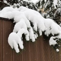 Охапка снега на еловой лапе. :: Татьяна Помогалова