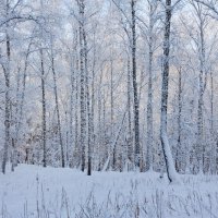 В зимнем лесу. :: Алексей Трухин