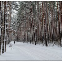 Зимний лес :: Игорь Волков