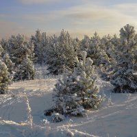 Сосенки под снегом :: Василий Колобзаров