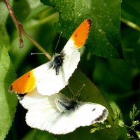 Про бабочек 68 :: Александр Прокудин