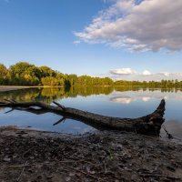 Пейзаж со стволом дерева :: Николай Гирш