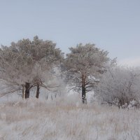 Зимний сон. :: Вадим Басов