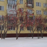 Рябина под окнами зимой . :: Мила Бовкун