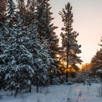 Зима в лесу :: Владимир 