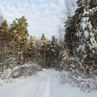 Манящий снежный лес :: Андрей Снегерёв