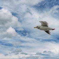 Сахалинская чайка :: Ника Романенко
