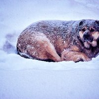 Декабрь...Снежный пес! :: Владимир 