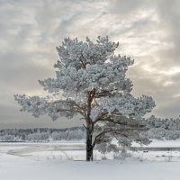 Зима... :: Виктор Желенговский