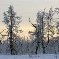 Север :: Игорь Шабалин