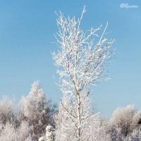 Мороз и солнце... :: Aquarius - Сергей