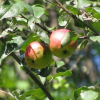 Яблоки в саду. :: Валерьян Запорожченко