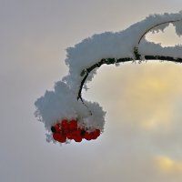 Кисть рябины под снегом :: Василий Колобзаров