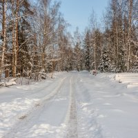 В зимнем лесу :: Валерий Иванович