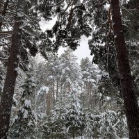 – Лягте, мягкие снега, на леса и на луга, тропы застелите, ветви опушите!.. :: Михаил Андреев