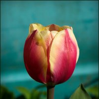 Красавец тюльпан :: lady v.ekaterina