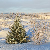 Маленькая елочка :: Галина Новинская