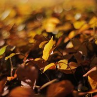 Осенние листья :: Olga Kaynova