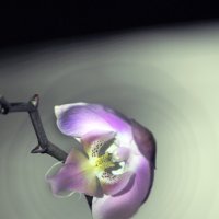 новогодняя орхидея :: barsuk lesnoi