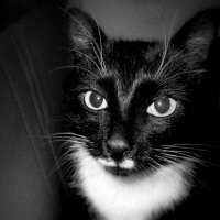 Жил да был Чёрный кот... :: Нэля Лысенко